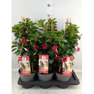 Mandevilla am. 'Sundav Red'