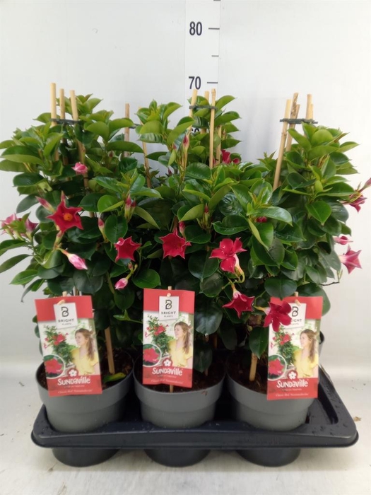 <h4>Mandevilla am. 'Sundav Red'</h4>