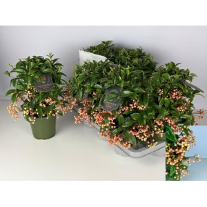 ARDIS CR BOS PR SALM