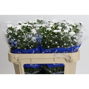 Aster Cassy