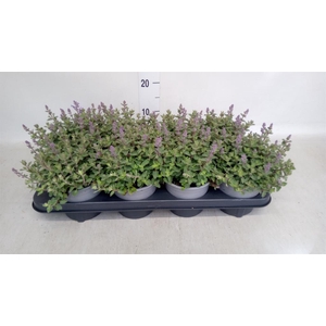 Nepeta faassenii  'Purrsian Blue'