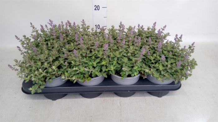 <h4>Nepeta faassenii  'Purrsian Blue'</h4>
