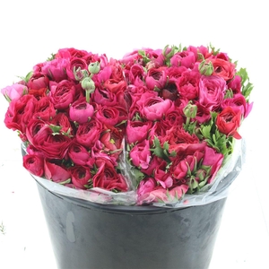 Ran El Sr Hot Pink Extra