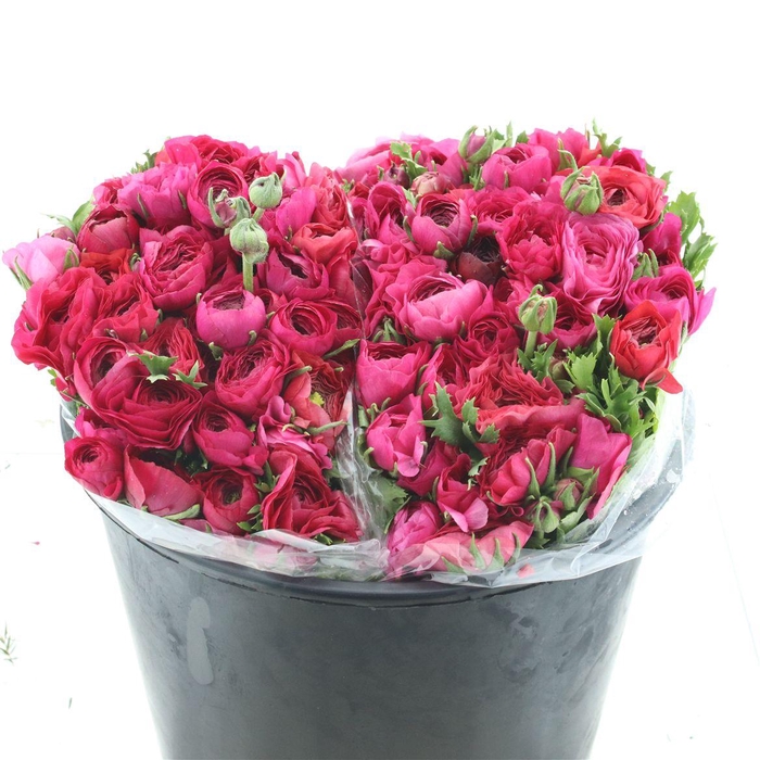 <h4>Ran El Sr Hot Pink Extra</h4>