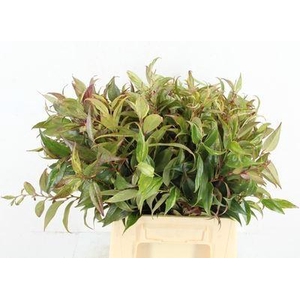 Leucothoe walteri 'Rainbow'