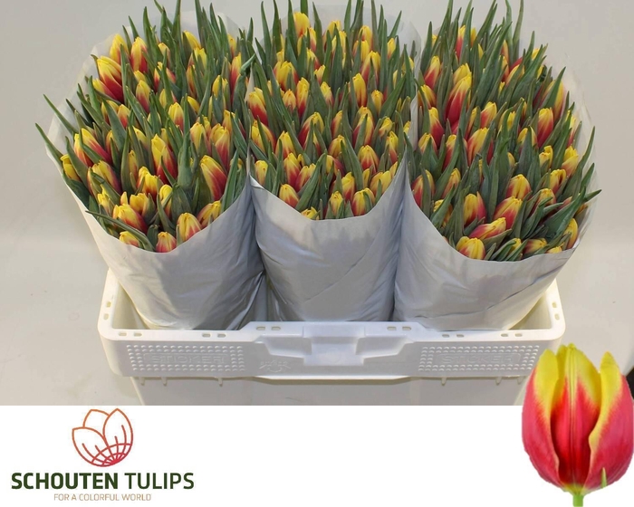 <h4>TU EN JAN SEIGNETTE</h4>