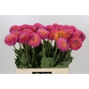 Dahlia Barbados