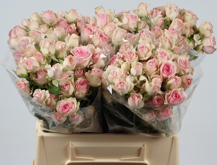 <h4>R TR DINARA</h4>