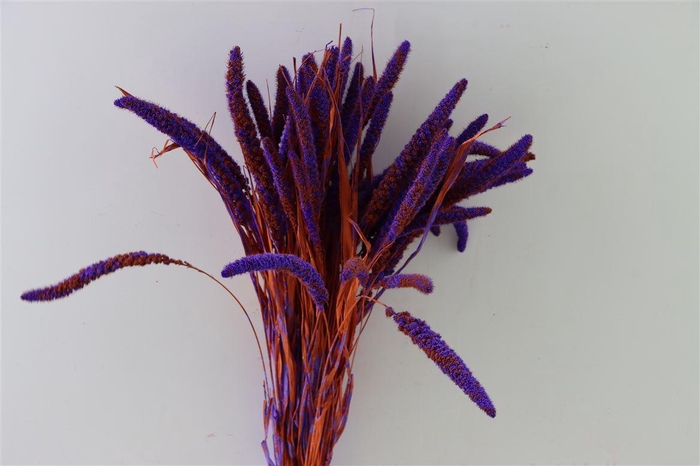 <h4>Dried Artz Setaria Vermeer Bunch</h4>