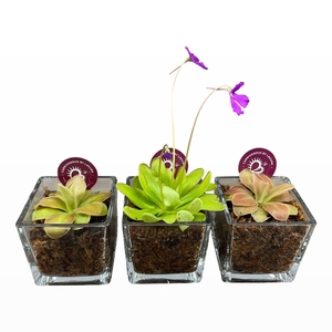 VLEESETENDE PLANTEN