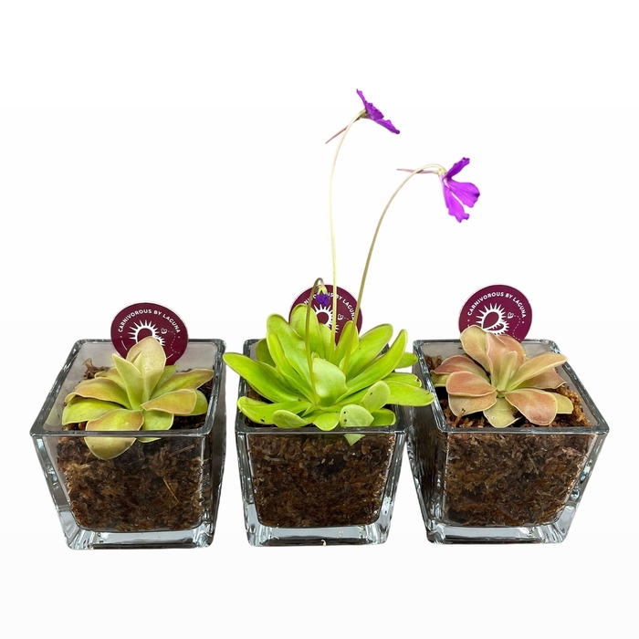 <h4>VLEESETENDE PLANTEN</h4>