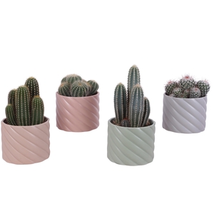 Cactus mix Ø12cm in Ø14cm Ceramic SE661