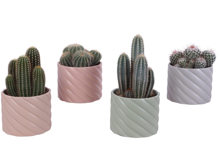 <h4>Cactus mix Ø12cm in Ø14cm Ceramic SE661</h4>
