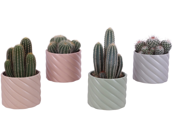 <h4>Cactus mix Ø12cm in Ø14cm Ceramic SE661</h4>