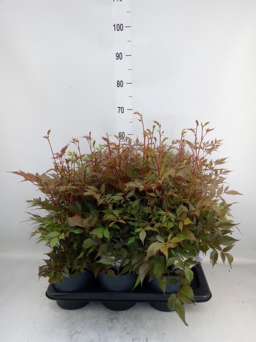 <h4>Astilbe japonica 'Whashington'</h4>