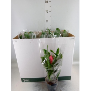 Aechmea fasciata 'Primera'