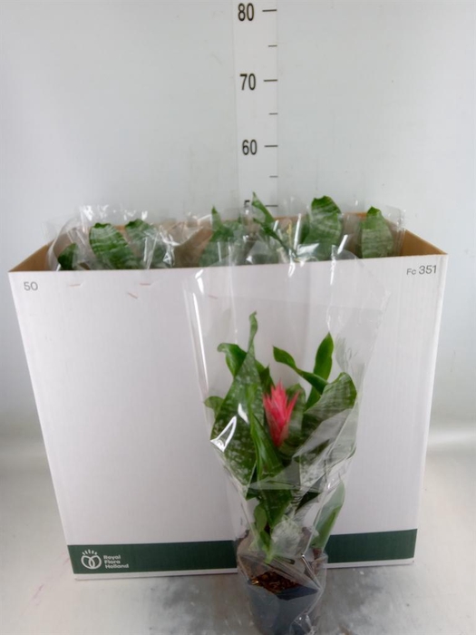 <h4>Aechmea fasciata 'Primera'</h4>