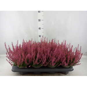 Calluna vulg. 'Garden G Rosita'