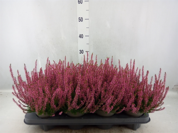 <h4>Calluna vulg. 'Garden G Rosita'</h4>