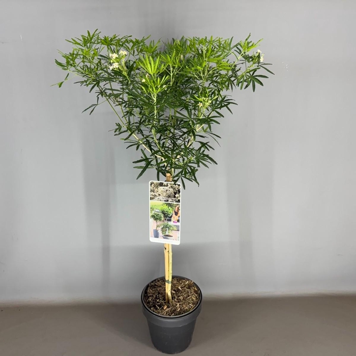 <h4>Choisya ternata White Dazzler C3</h4>