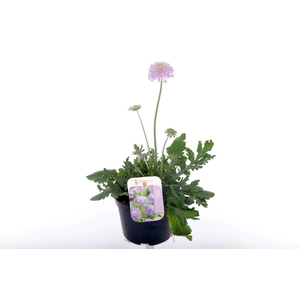 Scabiosa columbaria Butterfly Blue