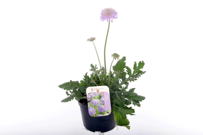 <h4>Scabiosa columbaria Butterfly Blue</h4>
