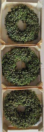 <h4>Wr Sierfruit Juniperus 30cm ( Melli)</h4>