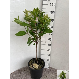 HYDR PANICULATA
