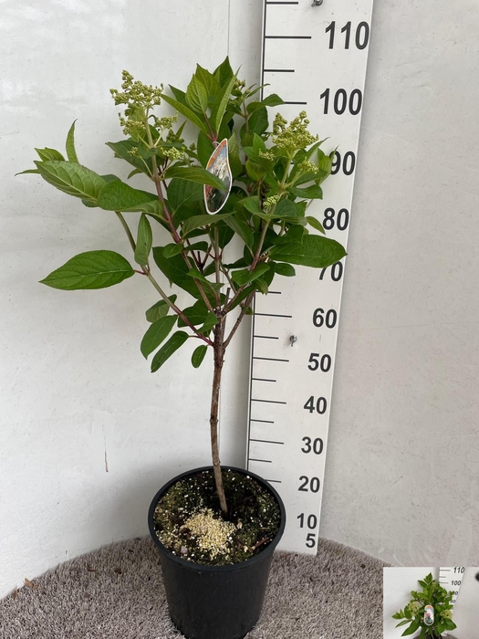 <h4>HYDR PANICULATA</h4>