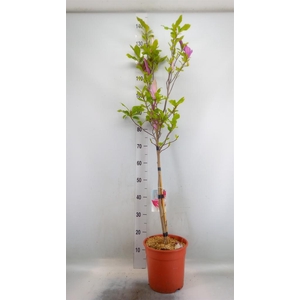 Magnolia  'Susan'