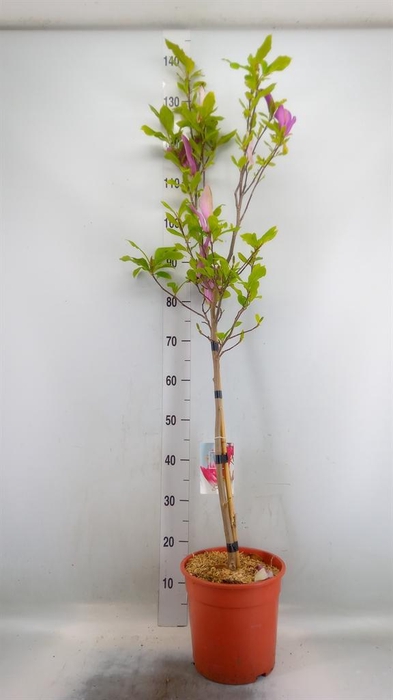 <h4>Magnolia  'Susan'</h4>