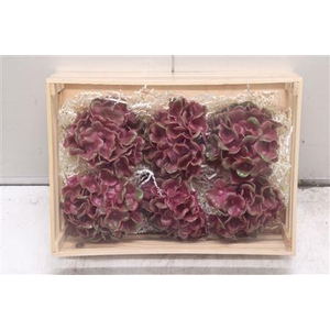 Wax Hydrangea Bordeaux