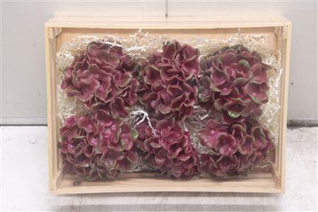 <h4>Wax Hydrangea Bordeaux</h4>
