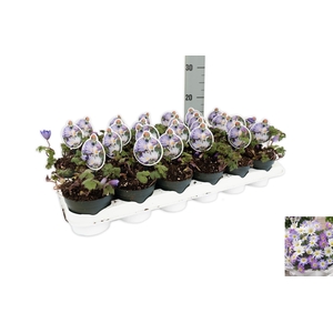 Anemone Blanda Blue Shades