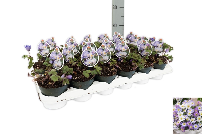 <h4>Anemone Blanda Blue Shades</h4>