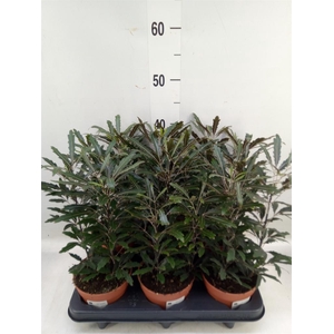 Dizygotheca eleg. 'Castor'