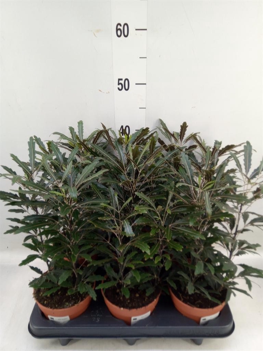 <h4>Dizygotheca eleg. 'Castor'</h4>