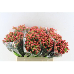 Hyp Tomato Flair Red