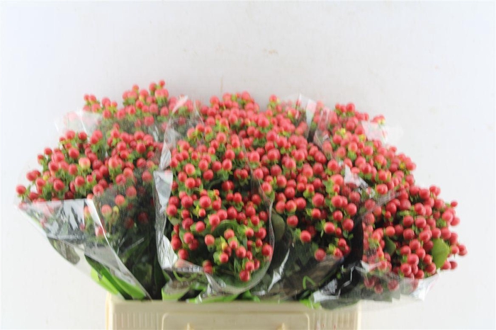 <h4>Hyp Tomato Flair Red</h4>