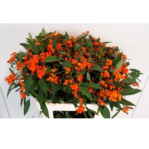 EUPH F T QUEEN ORANG