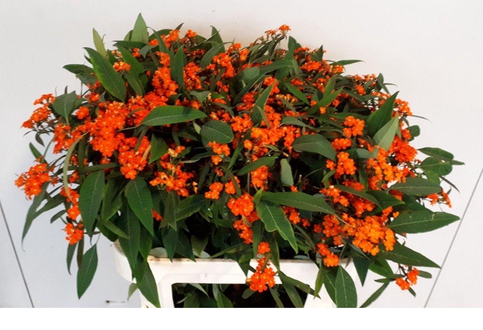 <h4>EUPH F T QUEEN ORANG</h4>