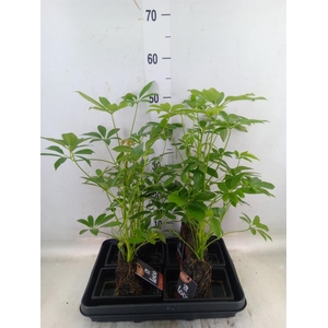 Arr.   Kamerplant Groen H%