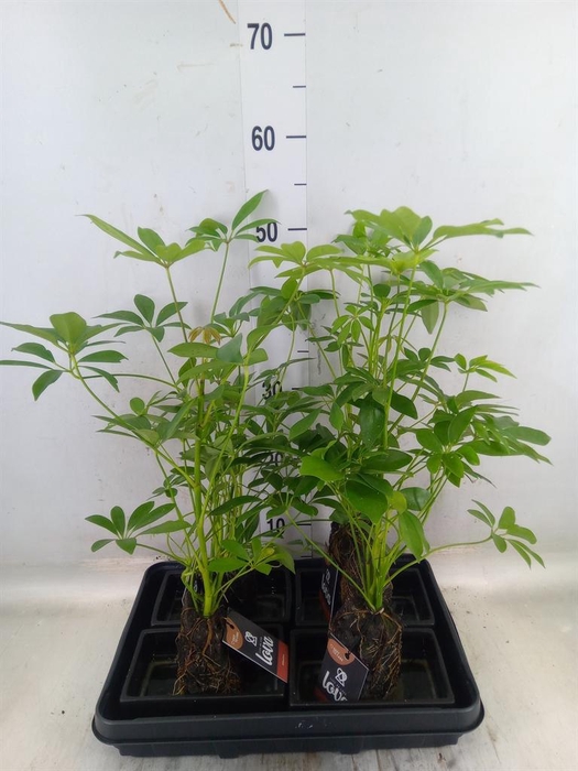 <h4>Arr.   Kamerplant Groen H%</h4>