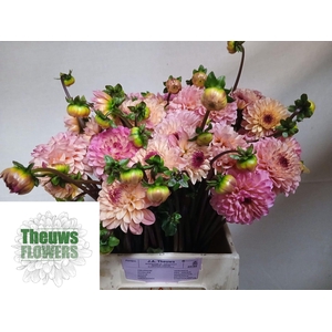 DAHLIA YELLOW JILL