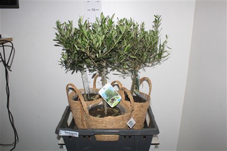 <h4>Olea Europaea In Mand</h4>
