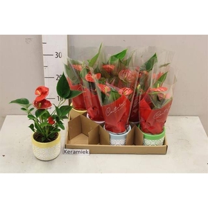 ARR ANTHURIUM