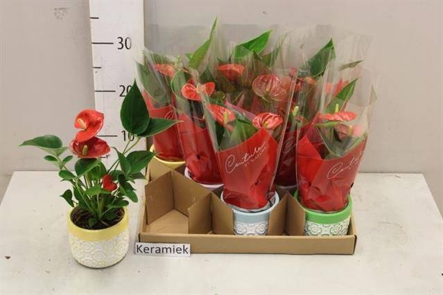 <h4>ARR ANTHURIUM</h4>
