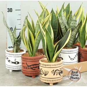 SANSEV TRIFASCIA  OV