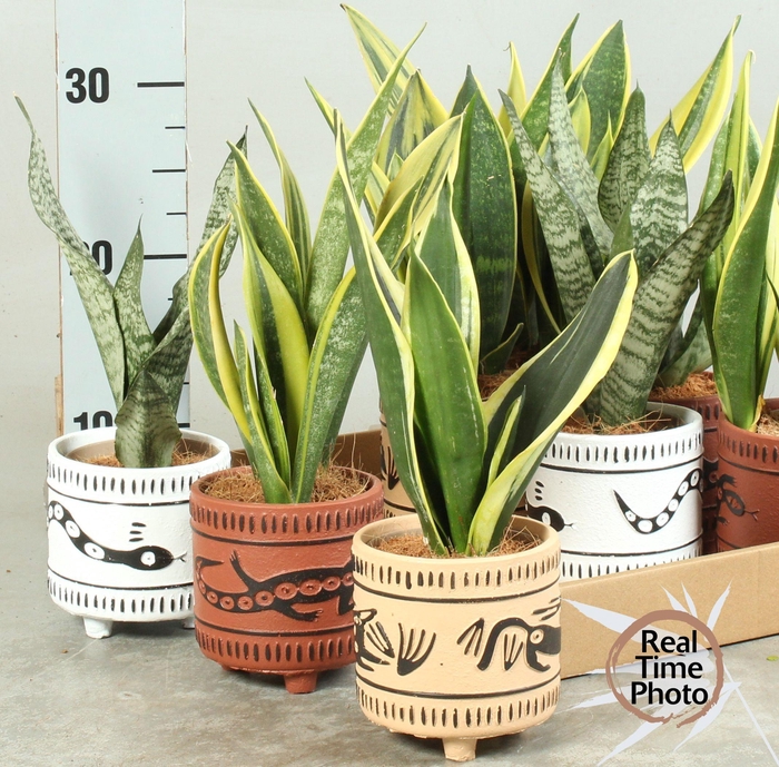 <h4>SANSEV TRIFASCIA  OV</h4>