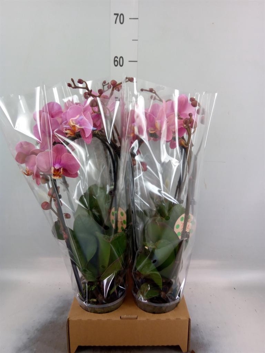<h4>Phalaenopsis 'Elegant Cascade'</h4>